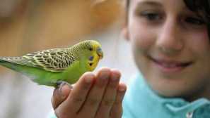 Jak určit parrotovou podlahu?